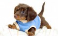 /album/fotogaleria-mascotas/desktop-puppies-wallpapers-dowload-jpg/