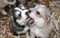 /album/fotogaleria-mascotas/a14641-husky-puppies-1680x1050-animal-wallpaper-jpg/