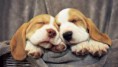 /album/fotogaleria-mascotas/beagle-puppies-1920x1080-jpg/