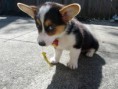 /album/fotogaleria-mascotas/animal-wallpapers-corgi-puppies-wallpaper-36996-jpeg/