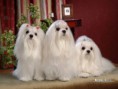 /album/fotogaleria-mascotas/my-dogs-maltese-puppies-wallpapers-white-maltese-puppy-with-silky-white-hair-wallpaper-59151-jpg/